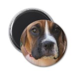 Boxer Dog Design Magnet