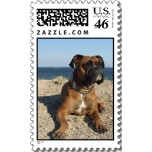 Cute Boxer Dog Postage Stamp