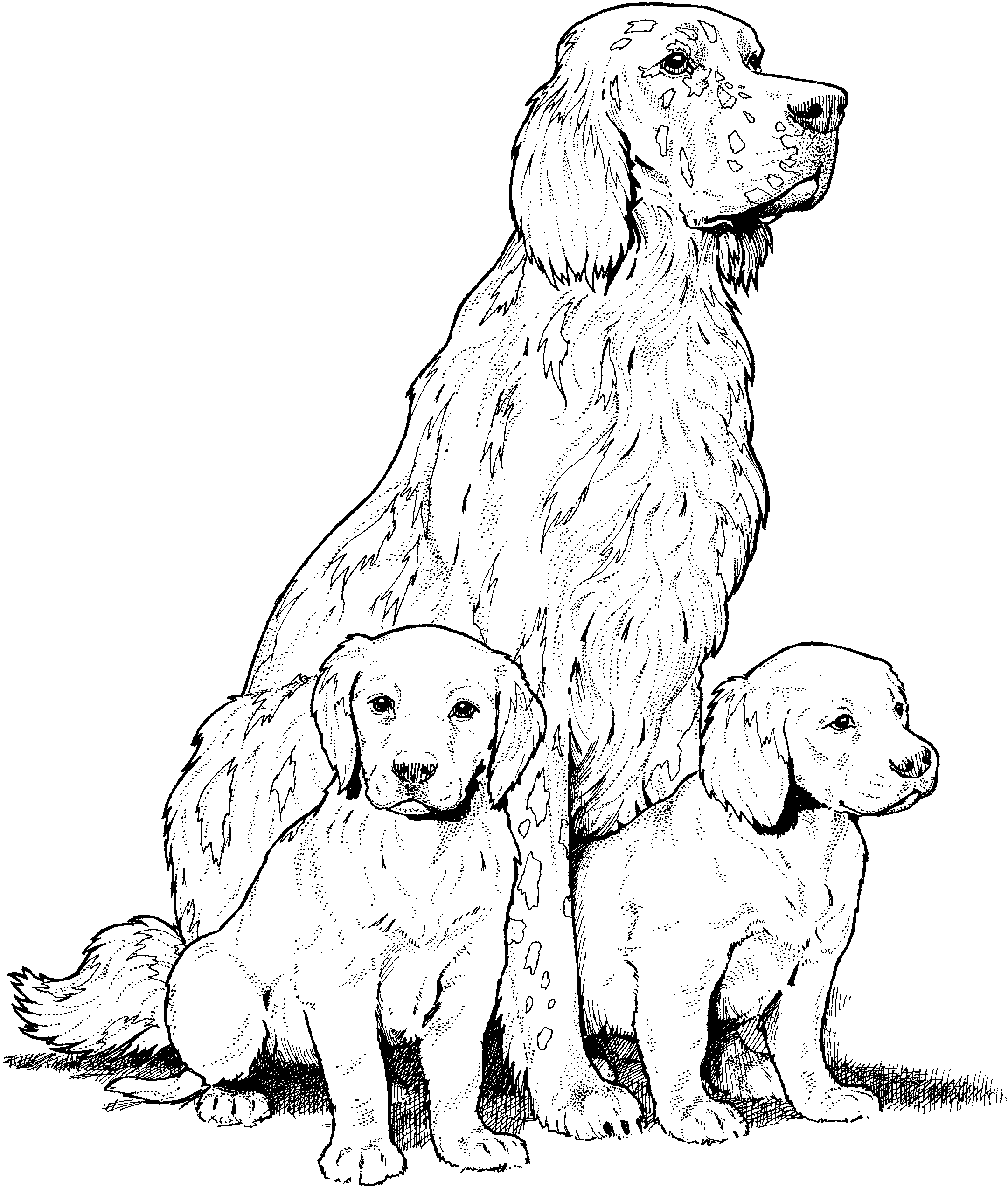 Dog Breed Coloring Pages