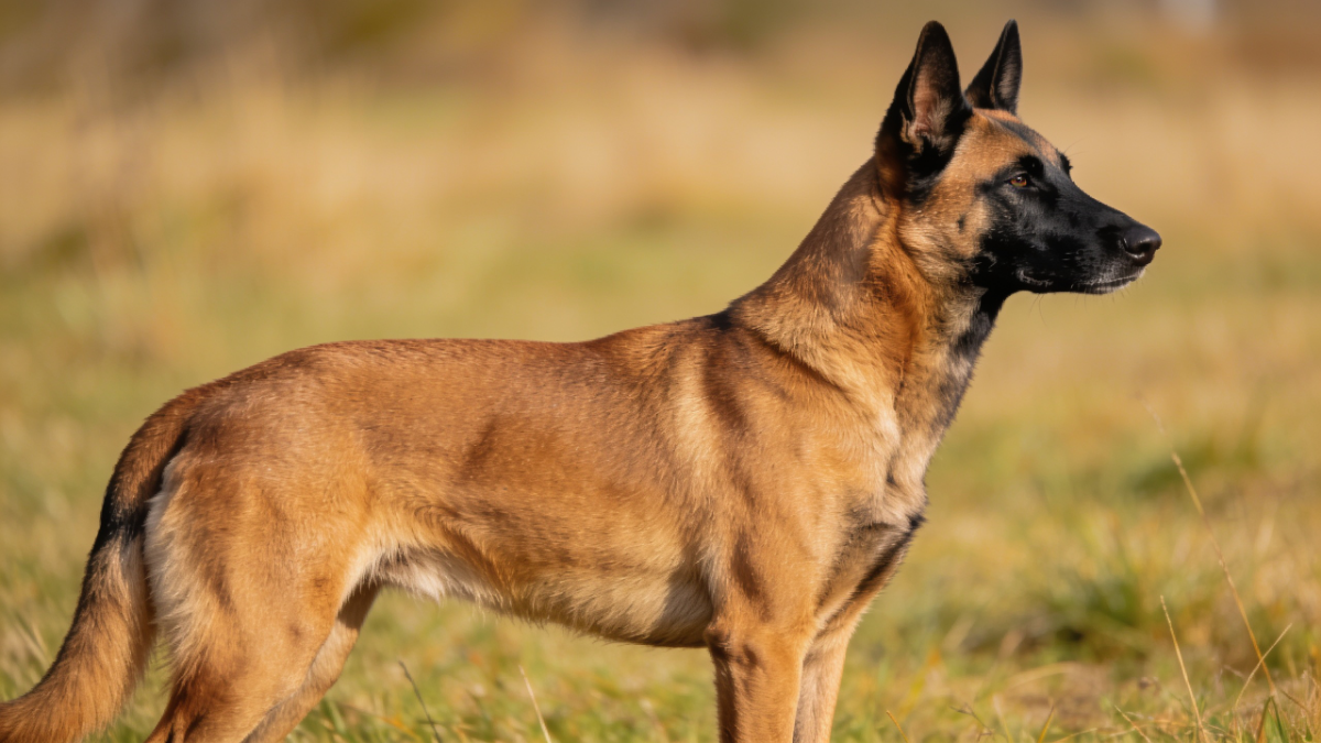 Belgian Malinois dog