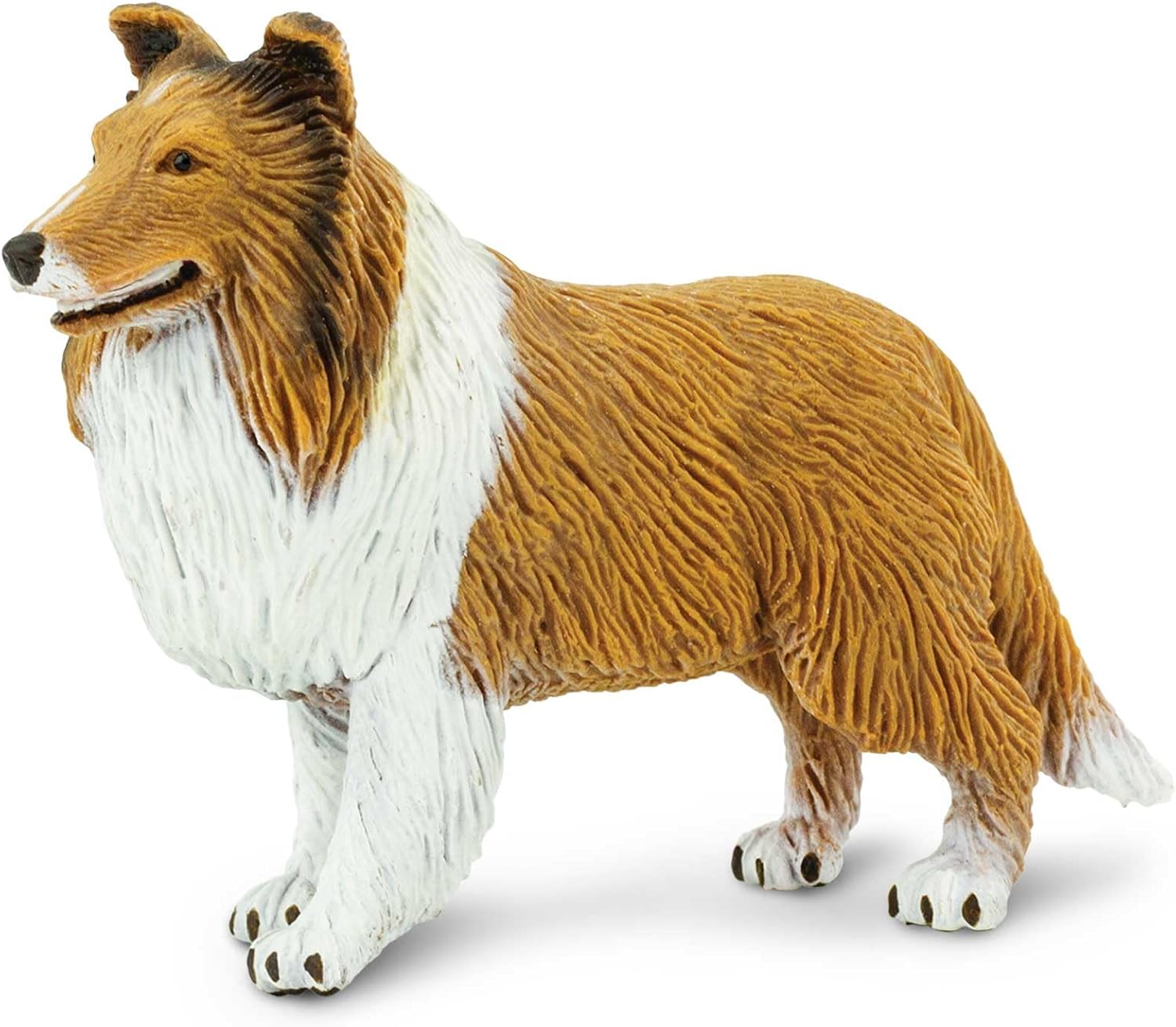 Rough Collie