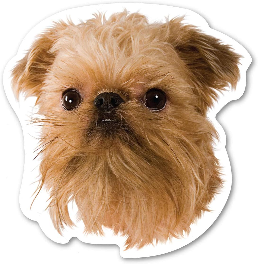 Brussels Griffon Dog Magnet is 5" x 4.875"