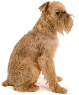 Brussels Griffon Edible Cake Topper