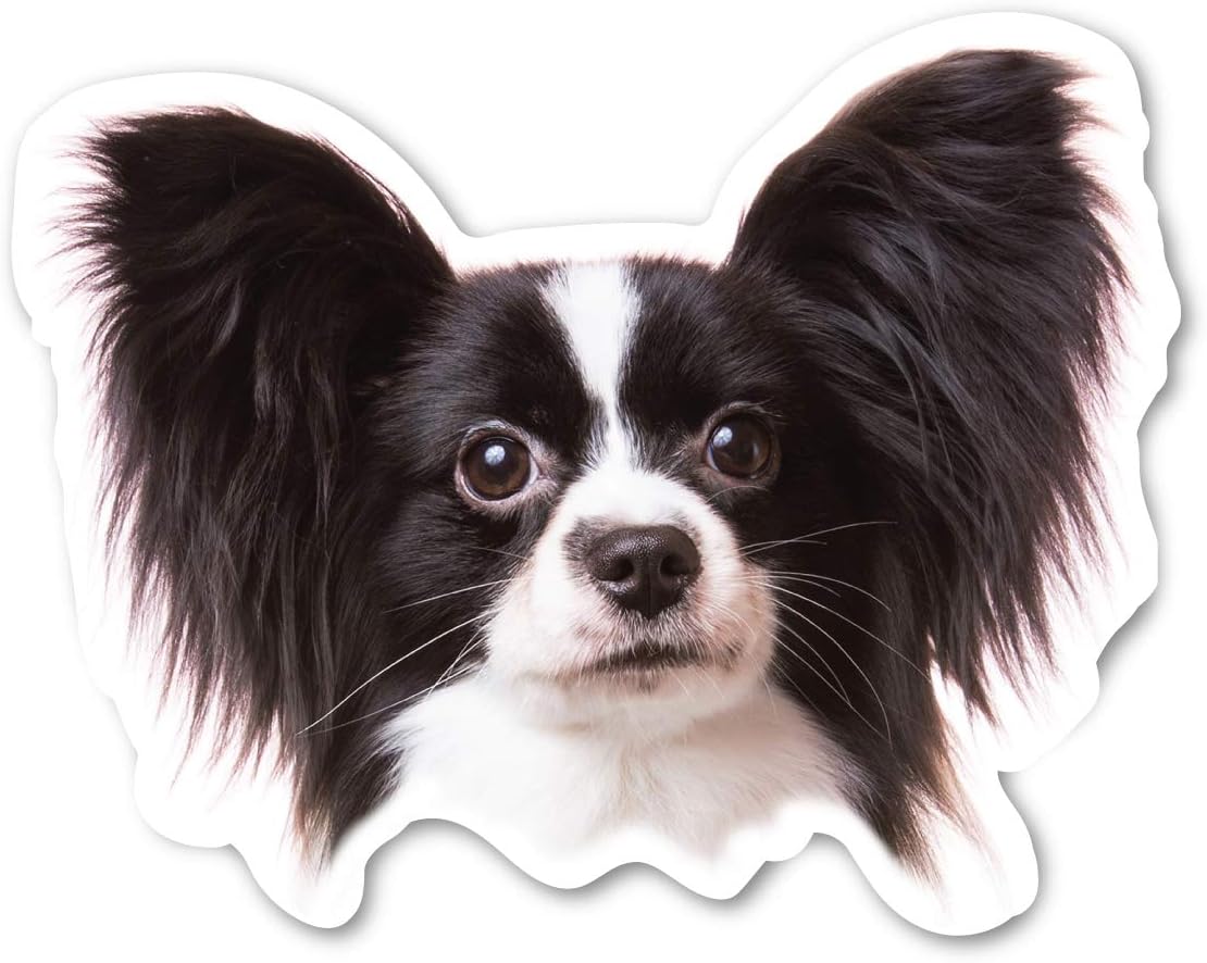 Papillon Dog Magnet