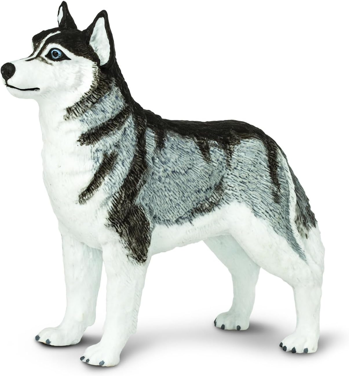 Siberian Husky