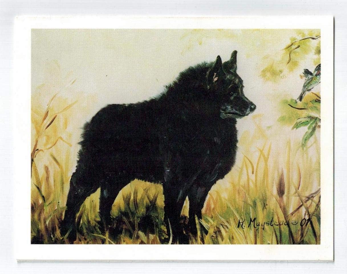 Set of 12 Schipperke Note Cards