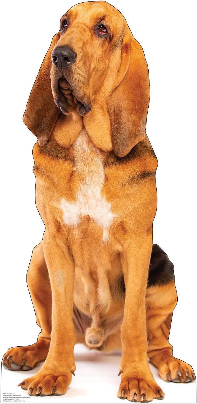 Bloodhound Cardboard Cutout