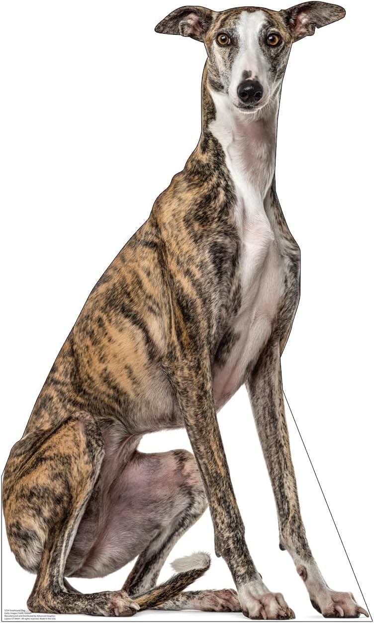 Greyhound Cardboard Cutout