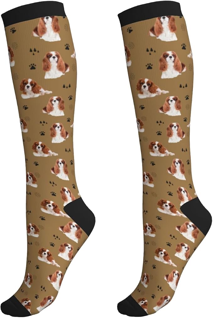 Cavalier King Charles Spaniel Dog  Socks