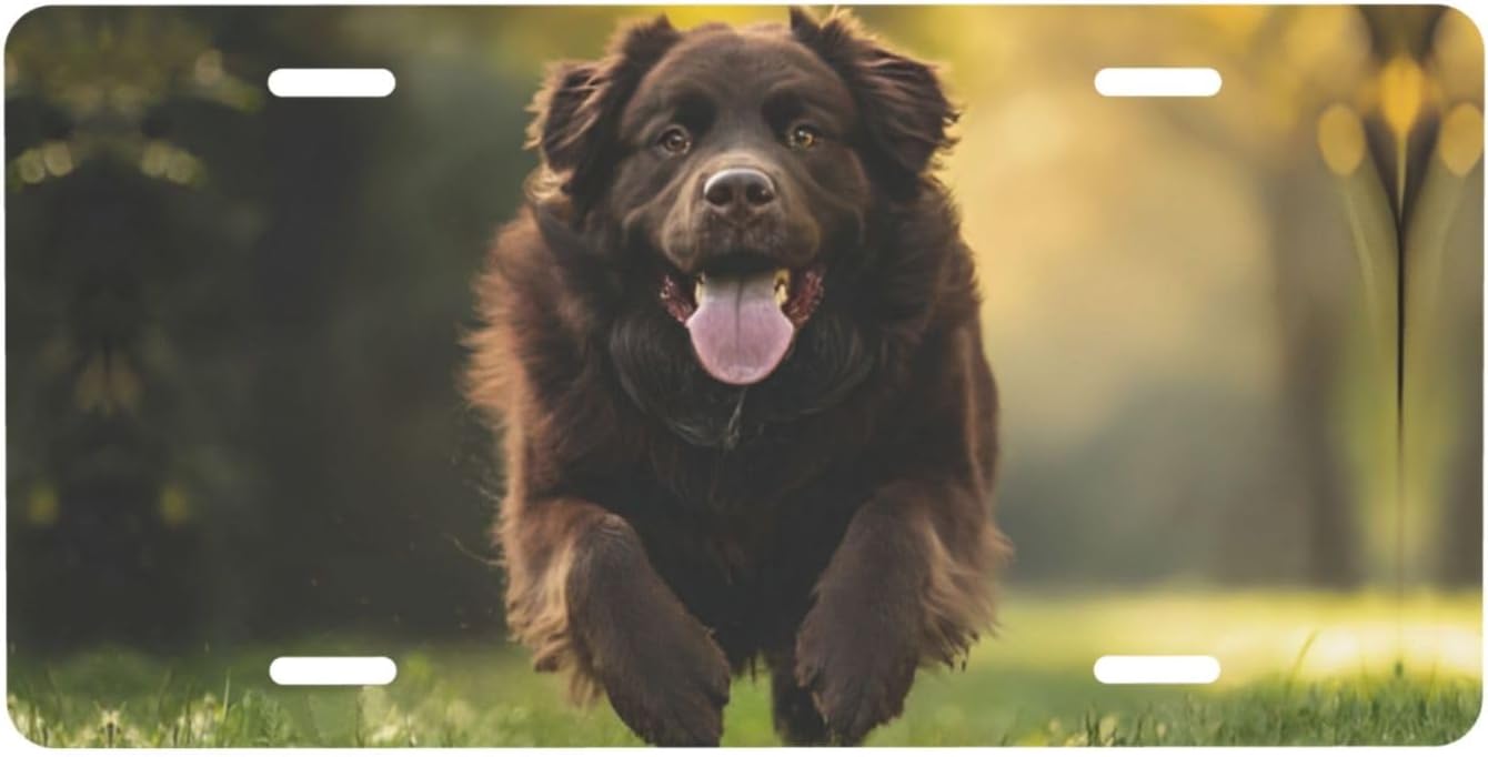 Newfoundland Dog License Plate