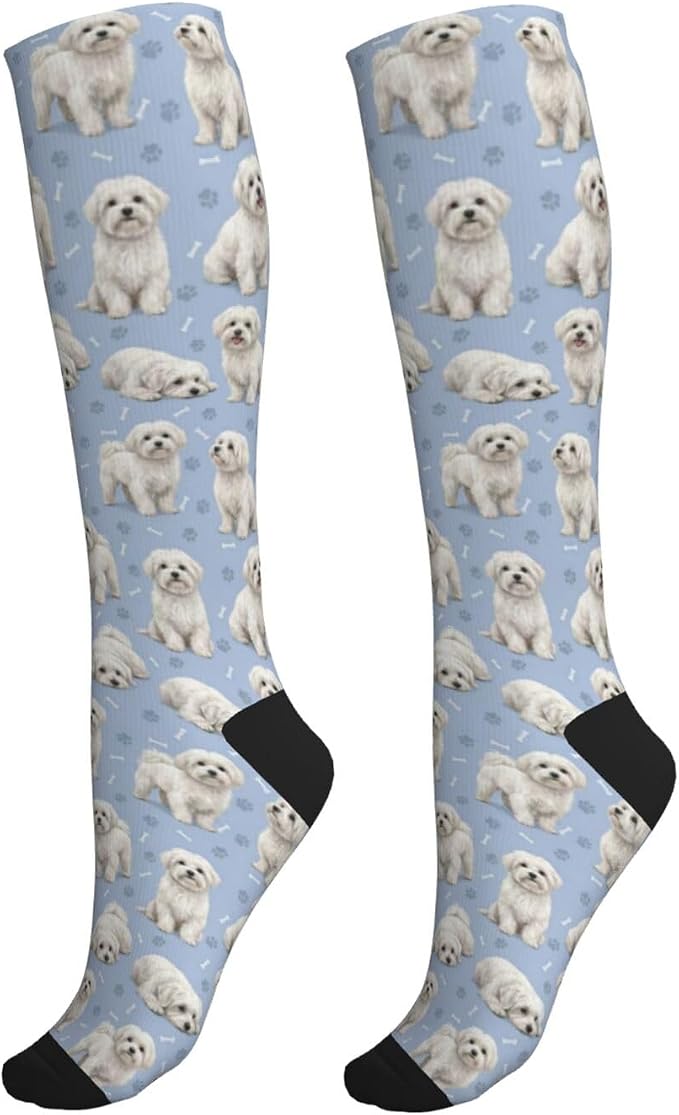 Maltese