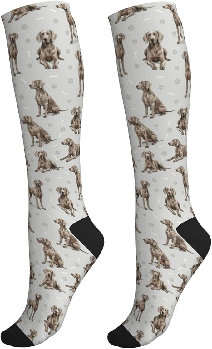 Weimaraner
