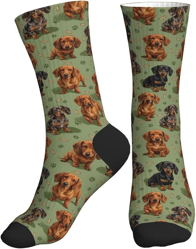 Dachshund