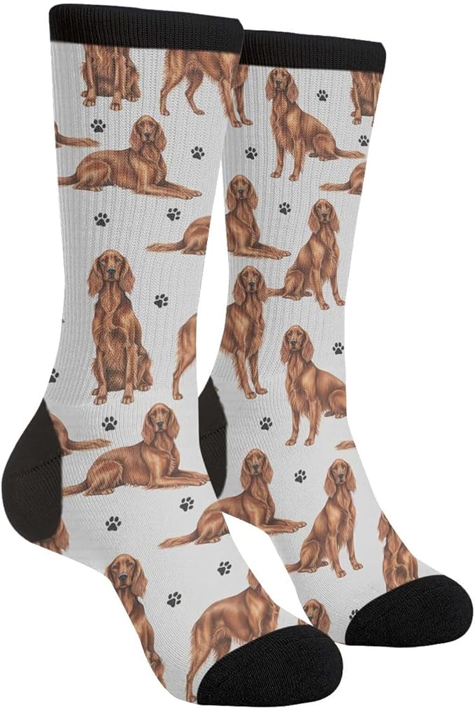 Irish Setter