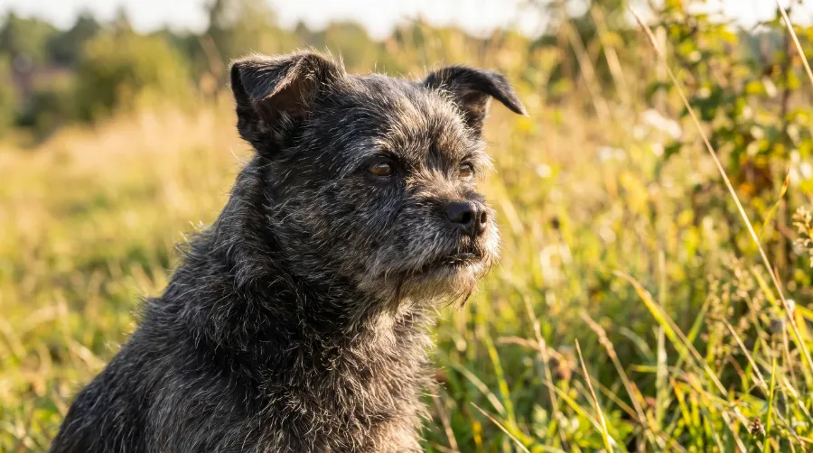 Affenpinscher dog