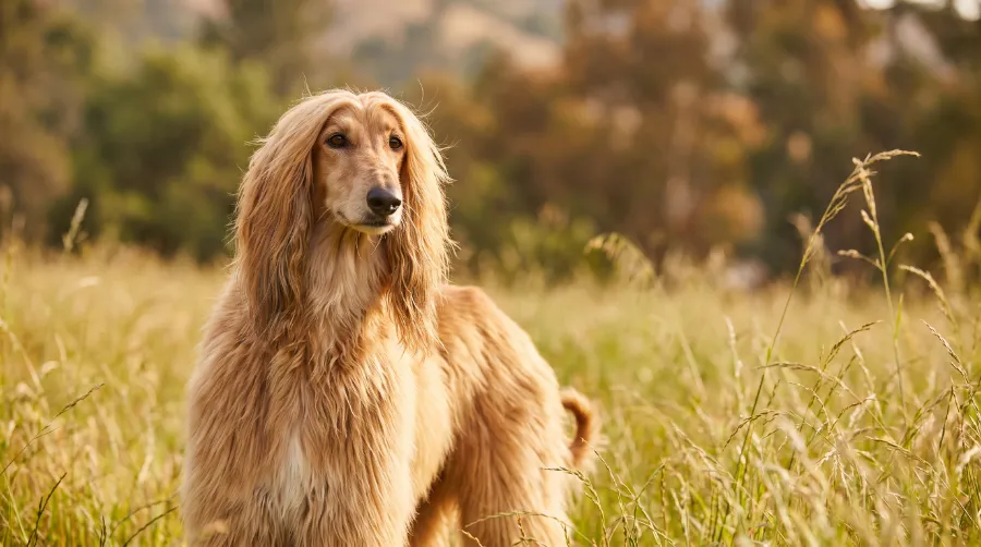Afghan Hound dog