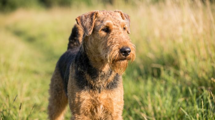 Airedale Terrier dog