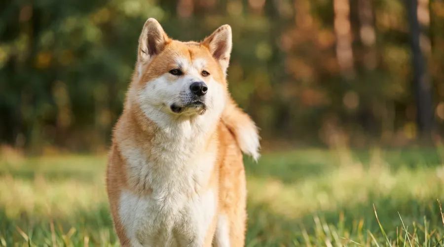 Akita dog