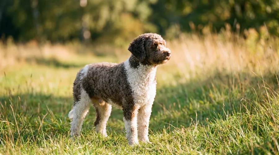 Barbet dog