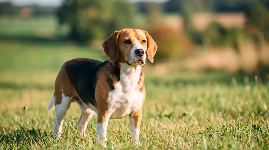 Before You Buy: Living With a Beagle