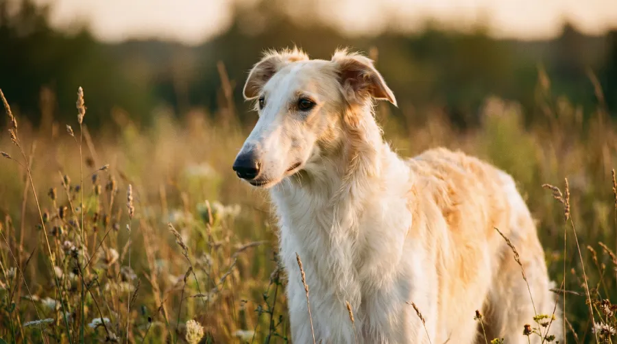 Borzoi dog