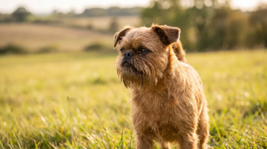 Brussels Griffon dog