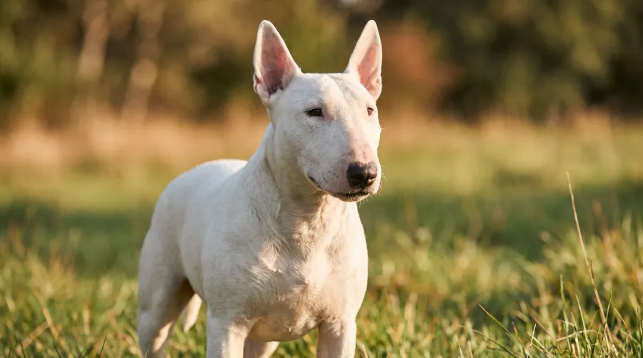 Bull Terrier dog
