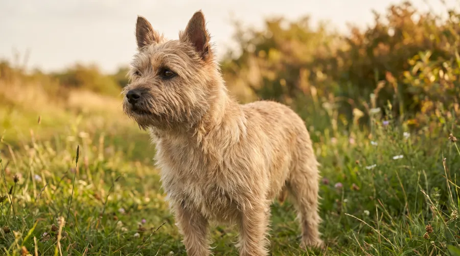 Cairn Terrier dog