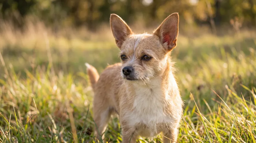Chihuahua dog