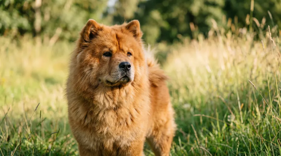 Chow Chow dog