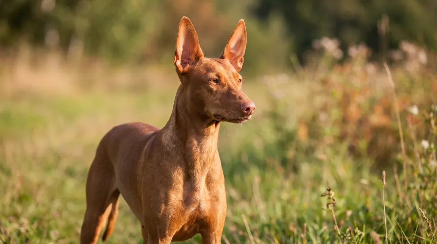 Cirneco dell'Etna dog