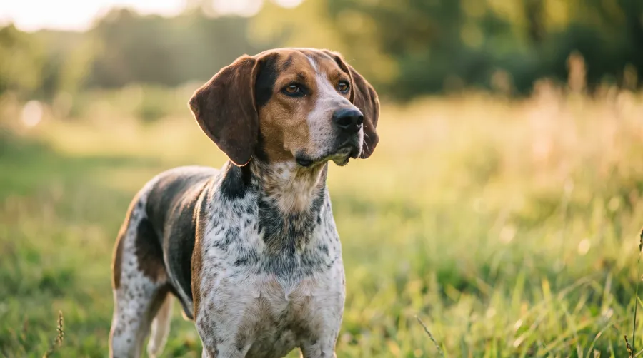 English Foxhound dog