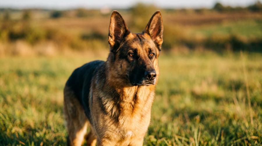 German Shepherd dog