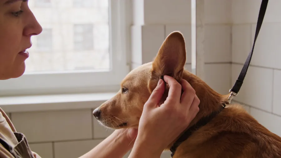 Dog Health and Grooming