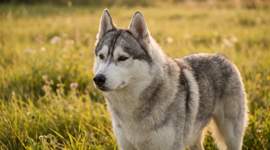 Siberian Husky Care and Grooming
