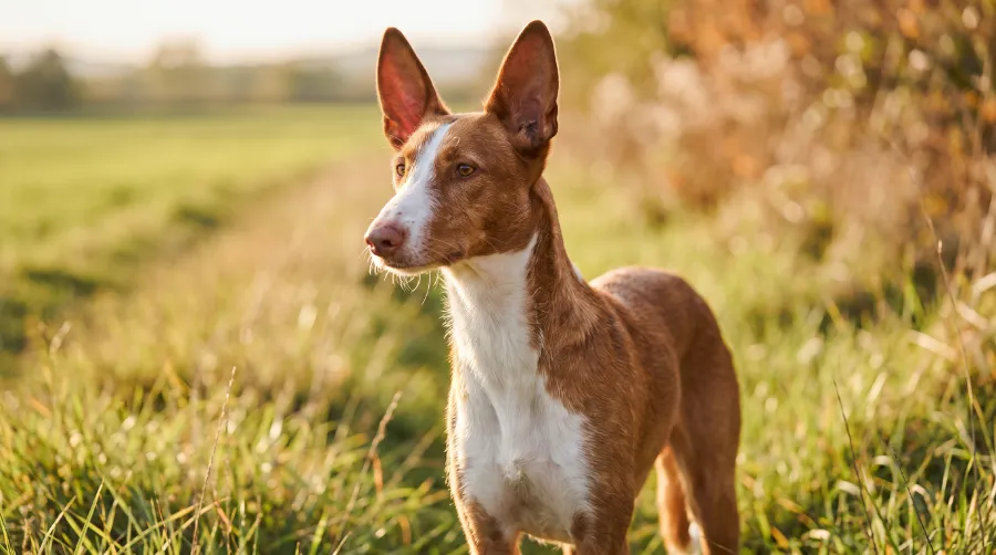Ibizan Hound dog