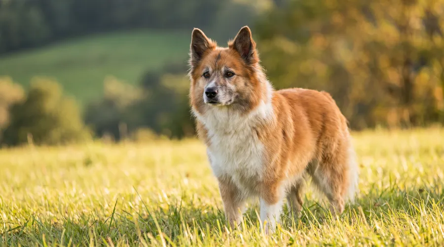 Icelandic Sheepdog dog