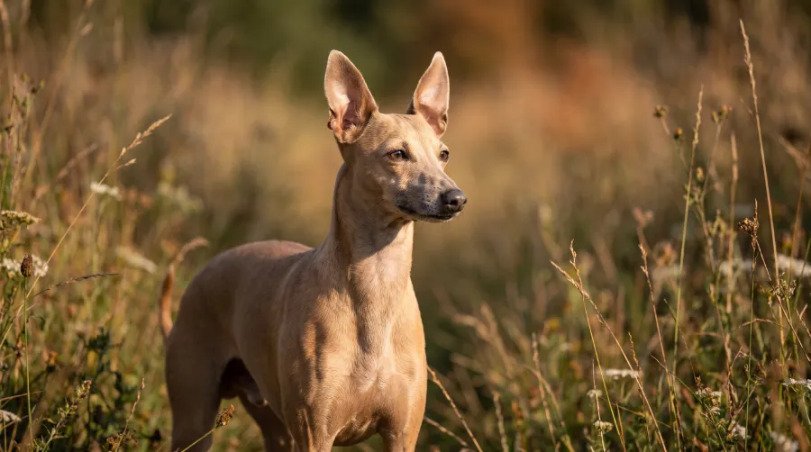 Italian Greyhound dog