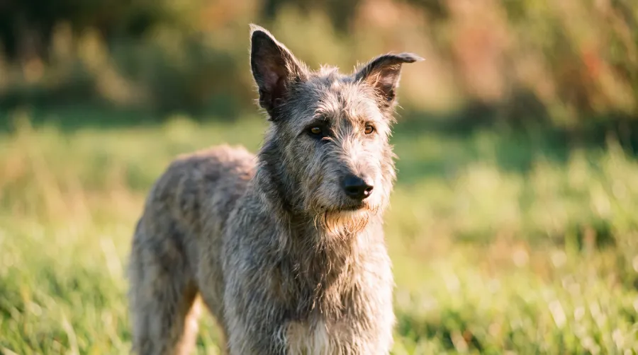 Irish Wolfhound dog