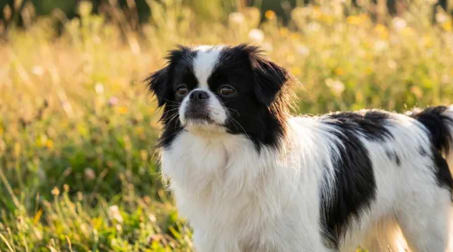 Japanese Chin dog