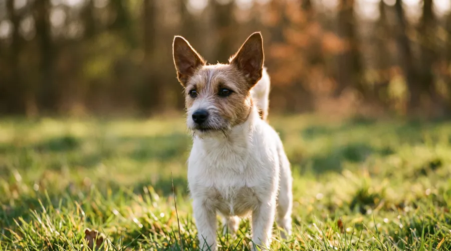 Jack Russell Terrier dog