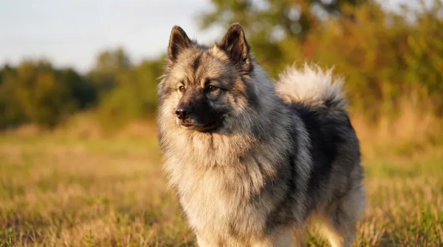 Keeshond dog