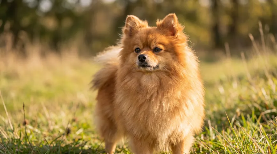 Pomeranian dog
