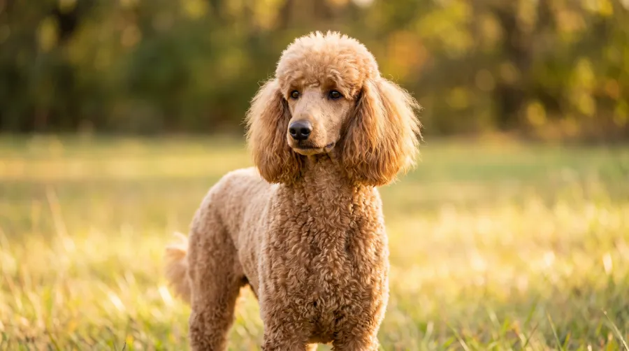 Standard Poodle dog