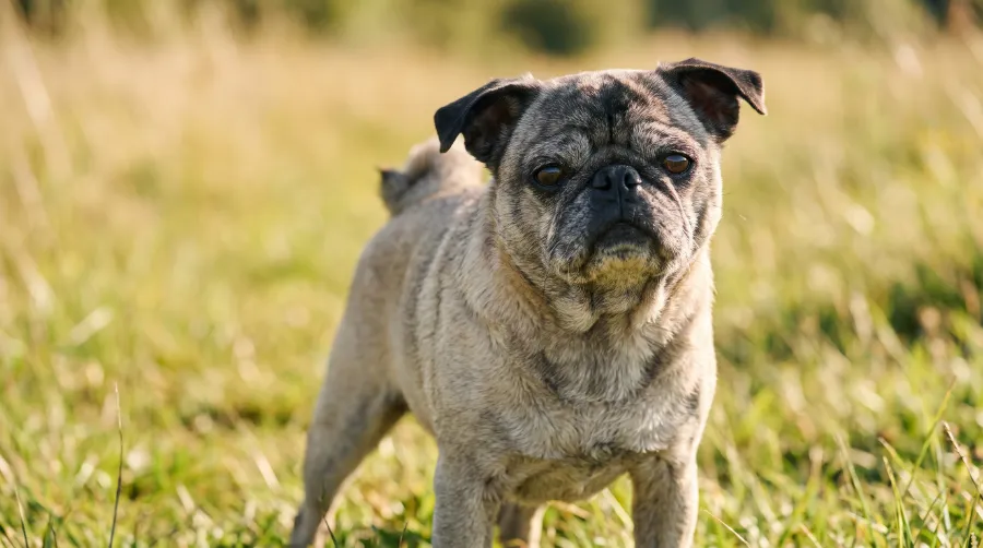 Pug dog