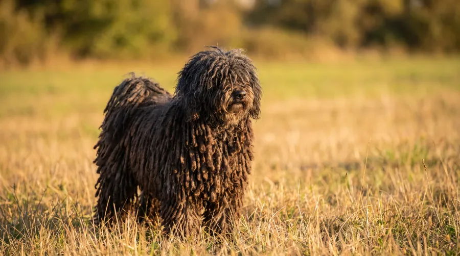 Puli dog