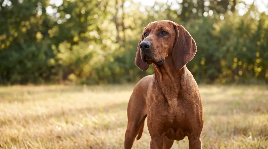 Redbone Coonhound dog