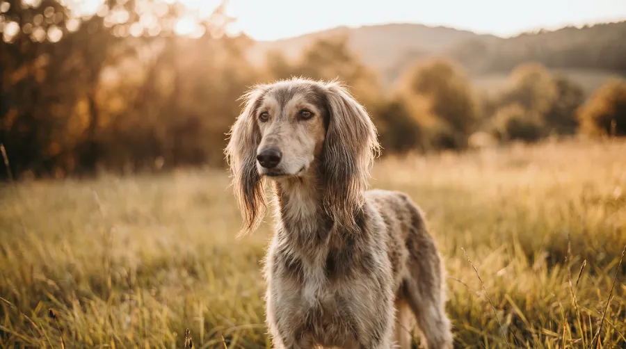 Saluki dog