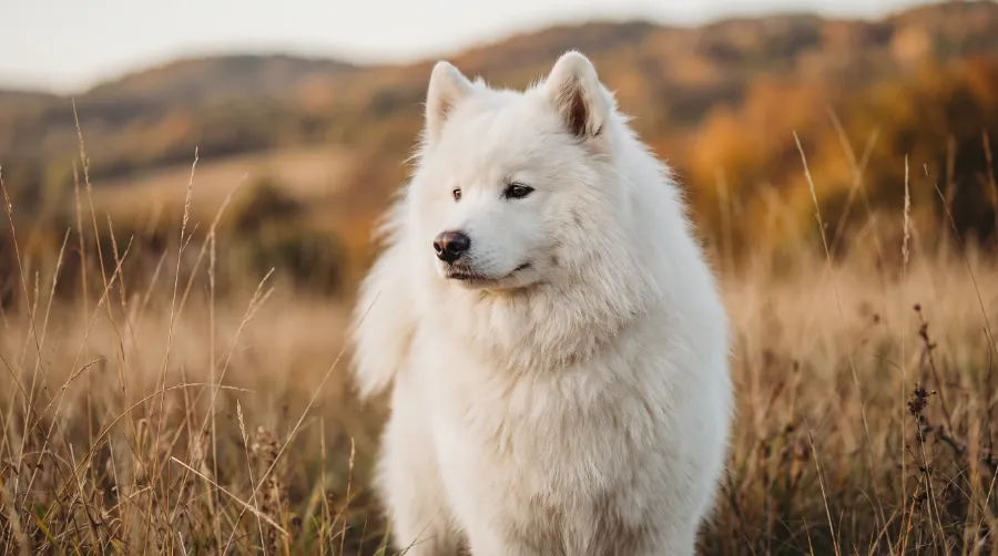 Samoyed dog