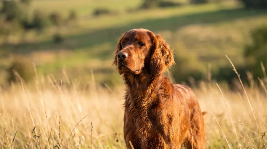 Irish Setter dog